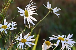 關鍵詞 fotomontá?,白色的花朵,草地上