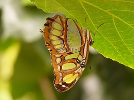 孔雀蝴蝶,蝴蝶,siproeta stelenes