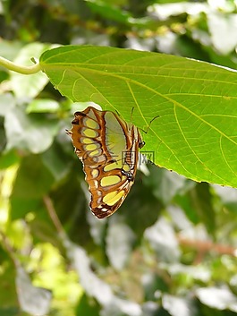 孔雀蝴蝶,蝴蝶,siproeta stelenes
