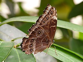 蝴蝶,蓝色 morphofalter,形态 peleides