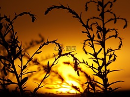 夏季,日落,性質(zhì)