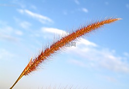 背景,梁,美麗