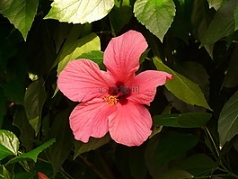 芙蓉,花,中國玫瑰艾比施