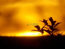 夏季,日落,性質(zhì)