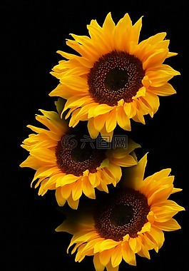 太陽花,開花,黃色