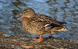 鳥(niǎo),鴨,動(dòng)物世界