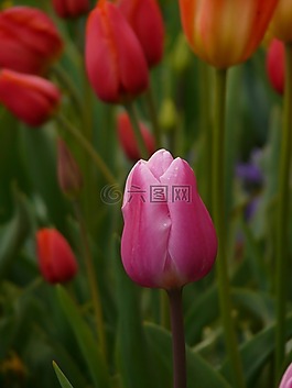 郁金香,粉紅色,花
