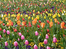 郁金香字段,tulpenbluete,豐富多彩