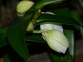 花蕾,芽,蘭花