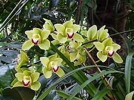 蘭花,花,盛開