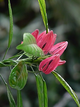 pavonie,開(kāi)花,異國(guó)情調(diào)
