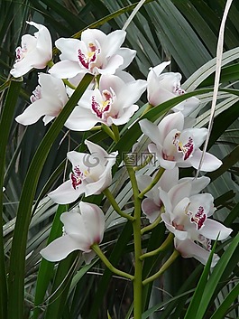 蘭花,白,花
