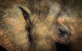 大象,動(dòng)物,動(dòng)物園