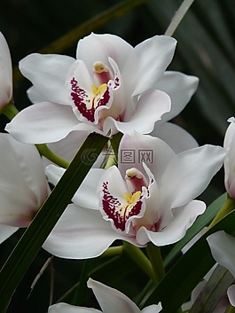 蘭花,白,花