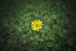 花,草地,綠色