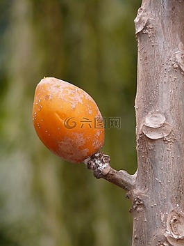 水果,熱帶,橙