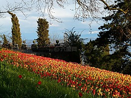 郁金香字段,郁金香,tulpenbluete