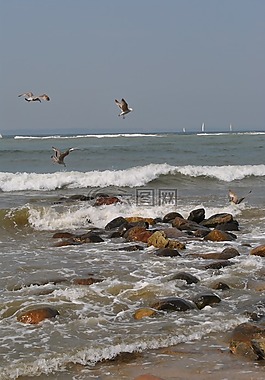 海,海灘,海鷗