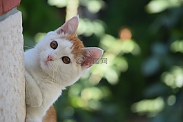 貓,動(dòng)物,哺乳動(dòng)物