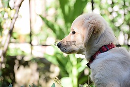 狗,小狗,動物