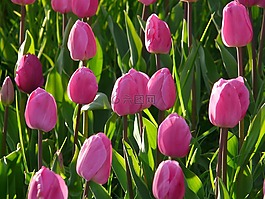 郁金香字段,郁金香,粉红色
