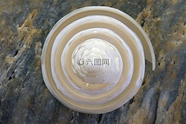 殼,螺旋,石頭