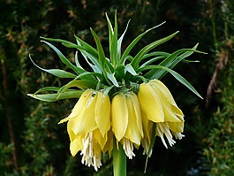帝冠,開花,花