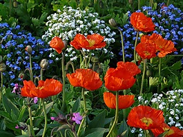 罂粟,klatschmohn,床