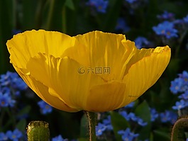 冰島罌粟,花,開花