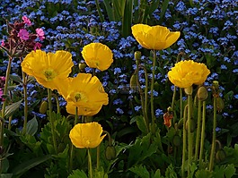 冰島罌粟,花,開花