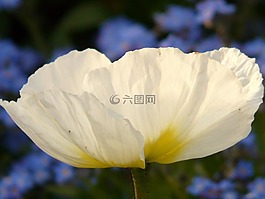 冰島罌粟,花,開花