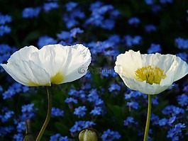 冰島罌粟,花,開花
