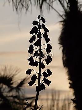 植物園,花園,背光