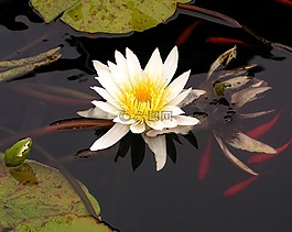 水,百合,錦鯉