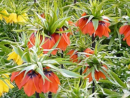 帝冠,花,開花