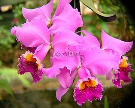 蘭花,紫色,開花