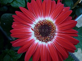 花,太阳帽子,性质