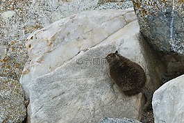 鼫,巖,動物