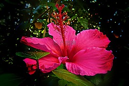 槿,花,紅色