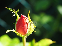 玫瑰,芽,開花