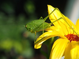 蚱蜢,開花,黃色