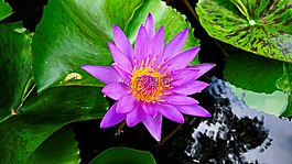 蓮花,性質(zhì),綠