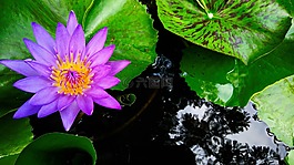 蓮花,性質(zhì),綠