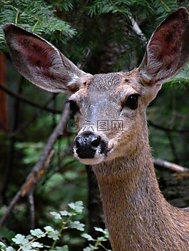 鹿,動物,特寫