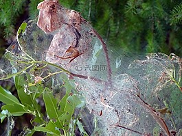 蜘蛛網(wǎng),覆蓋,樹