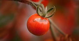 番茄,水果,紅色