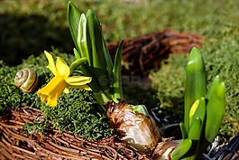 水仙,花,開花