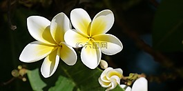 花,性質(zhì),廠