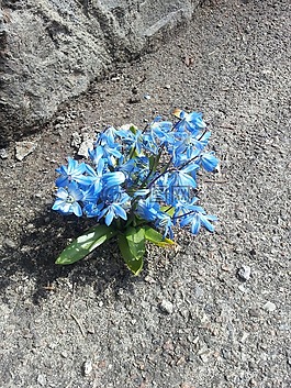 花卉,石,瀝青