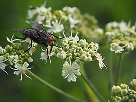 開(kāi)花,飛,昆蟲(chóng)